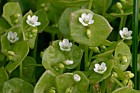 Claytonia perfoliata Spring Beauty