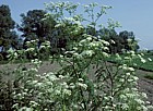 Conium maculatum Hemlock