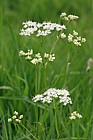 Conopodium majus Pignut