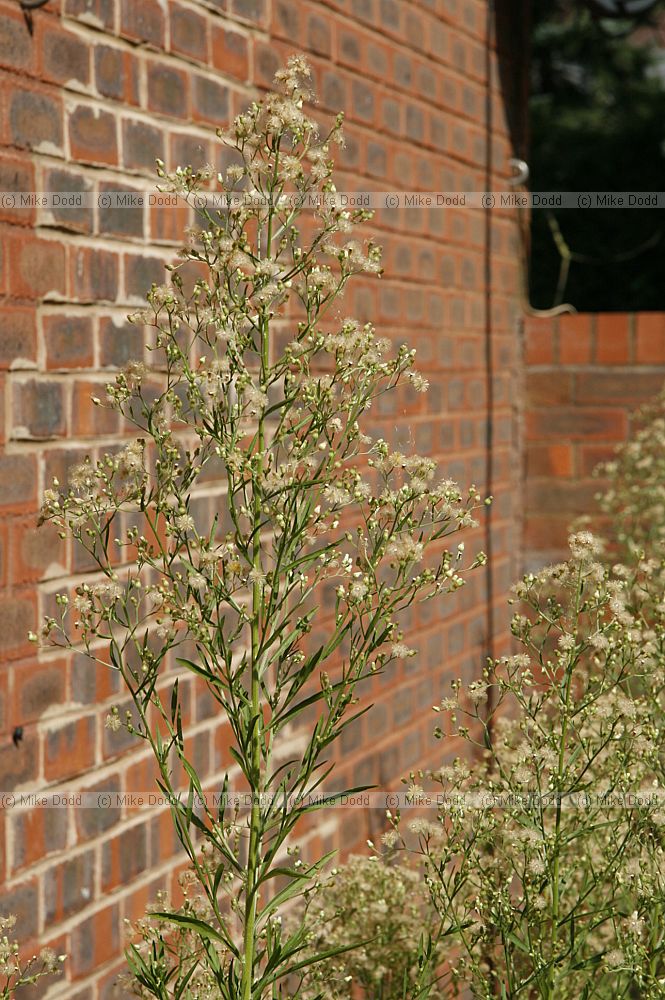 Conyza canadensis Canadian Fleabane