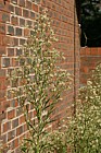 Conyza canadensis Canadian Fleabane