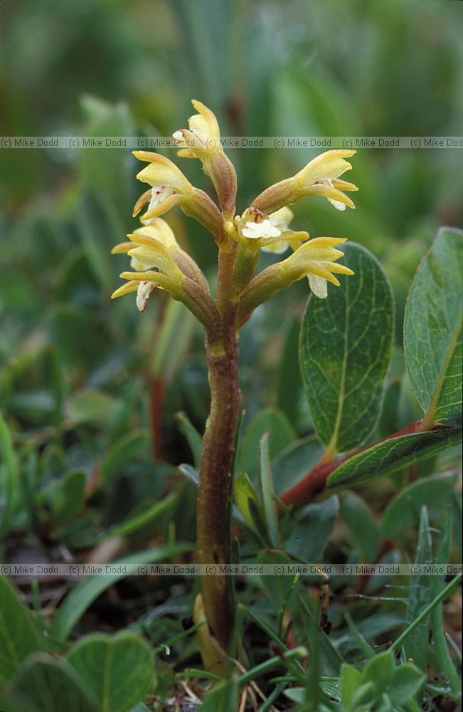 Corallorhiza trifida Coralroot Orchid