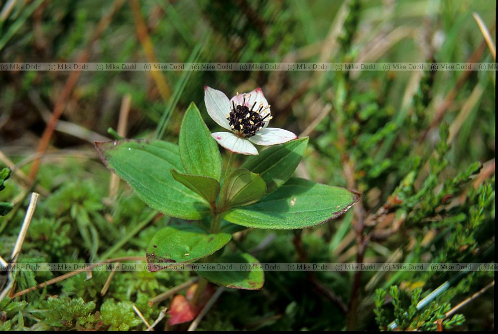 Cornus suecica