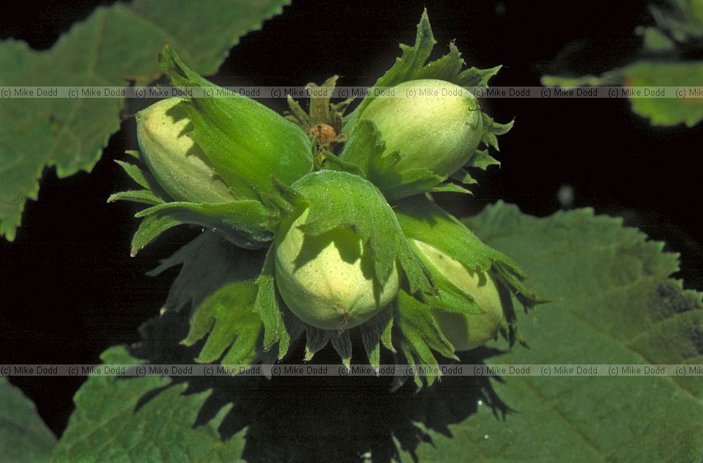 Corylus avellana Hazel