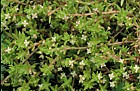 Crassula helmsii