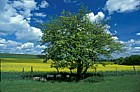 Hawthorn, sheep, oilseed rape, blue sky, Ashridge