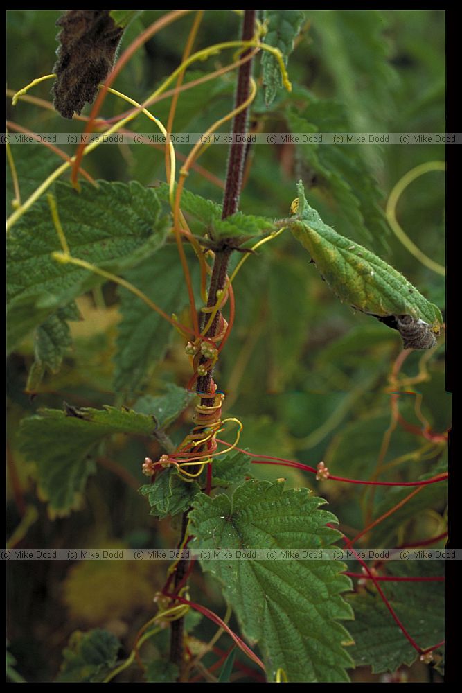 Cuscuta europaea Greater Dodder