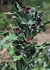 Cynoglossum officinale Hound's-tongue
