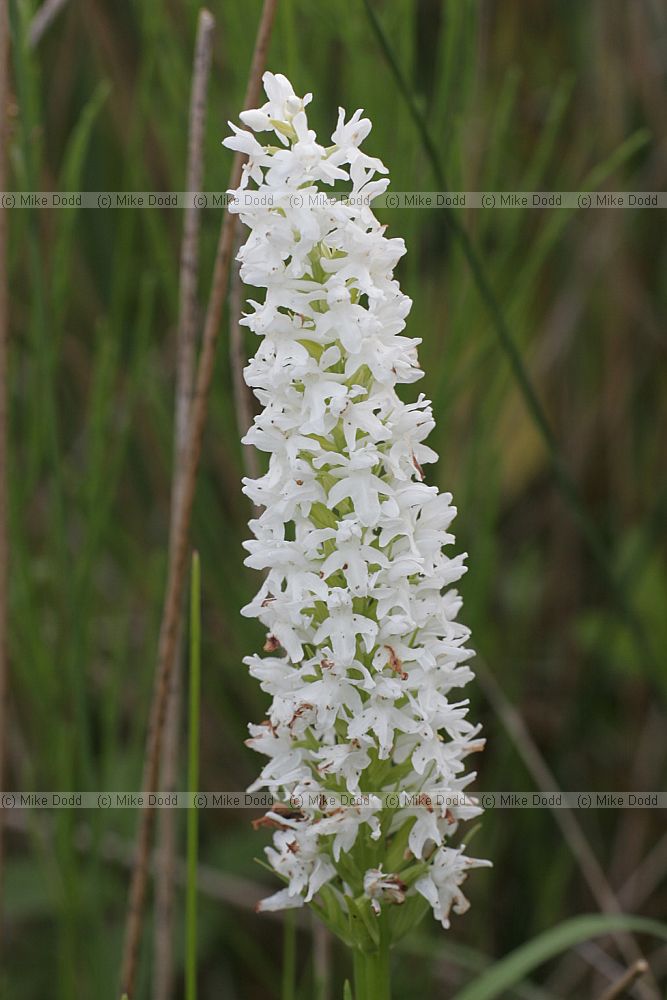Dactylorhiza fuchsii Common spotted orchid white form