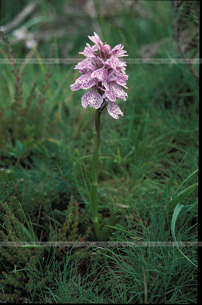 Dactylorhiza maculata Heath Spotted Orchid