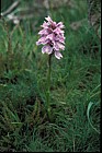 Dactylorhiza maculata Heath Spotted Orchid
