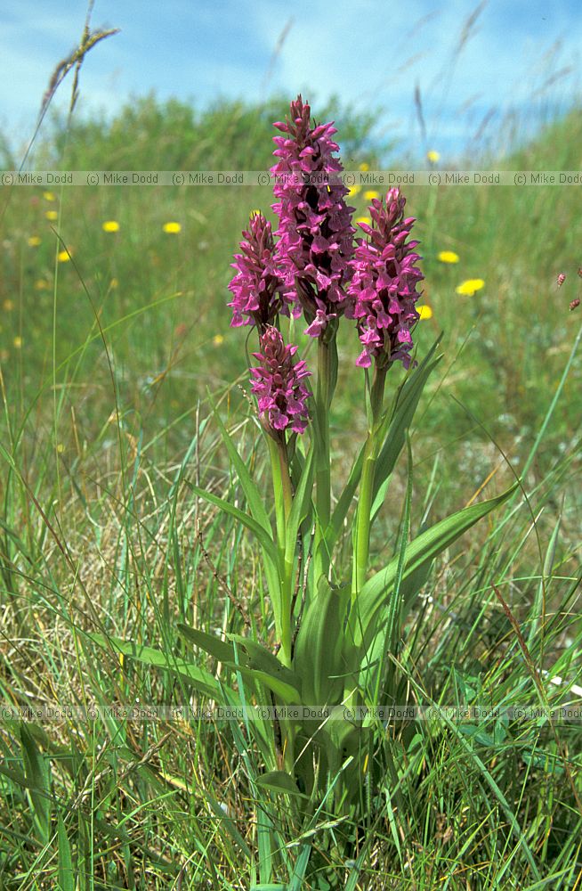 Dactylorhiza praetermissa Southern marsh orchid
