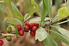 Daphne mezereum Mezereon