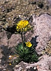 Draba aizoides Yellow Whitlowgrass