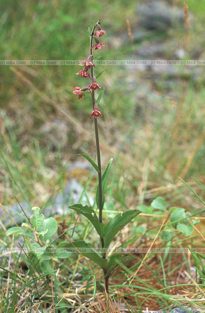Epipactis atrorubens Dark red helleborine