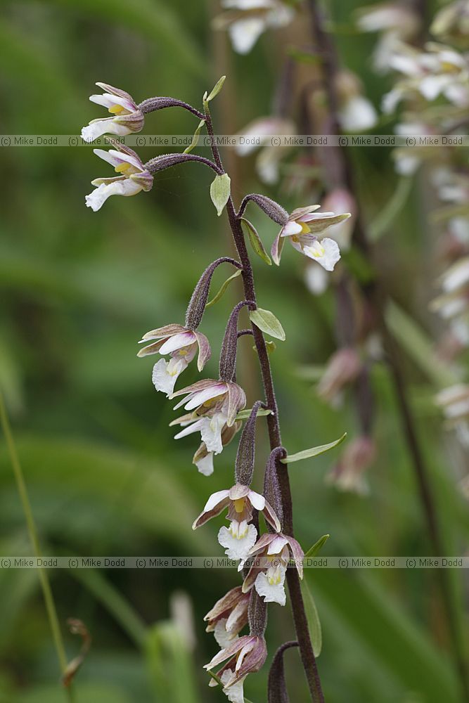 Epipactis palustris Marsh Helleborine
