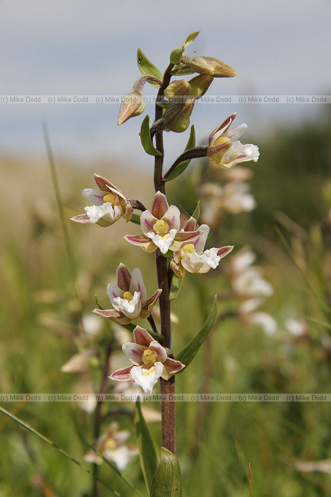 Epipactis palustris Marsh helleborine