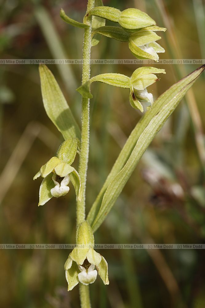 Epipactis sancta Lindisfarne Helleborine