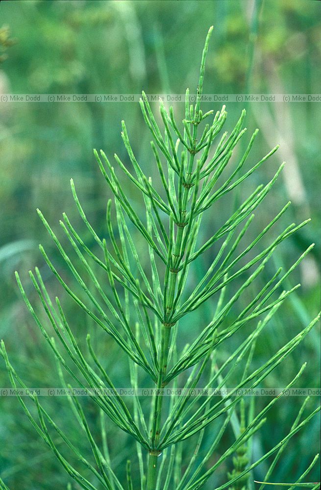 Equisetum arvense Field Horsetail