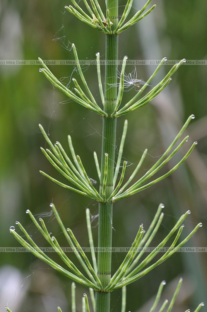 Equisetum fluviatile
