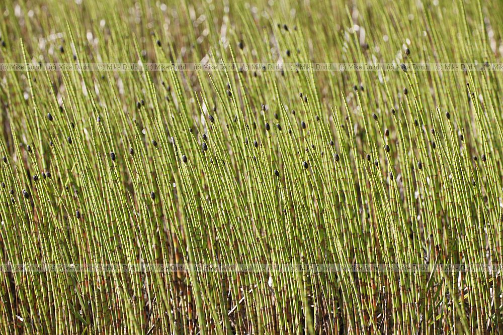 Equisetum fluviatile Water Horsetail
