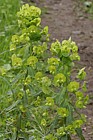 Euphorbia amygdaloides Wood Spurge