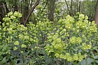 Euphorbia amygdaloides Wood Spurge