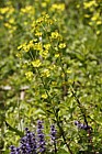 Euphorbia amygdaloides Wood Spurge