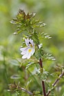 Euphrasia nemorosa