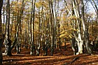 Fagus sylvatica Beech trees pollarded in Epping forest with autumn colour