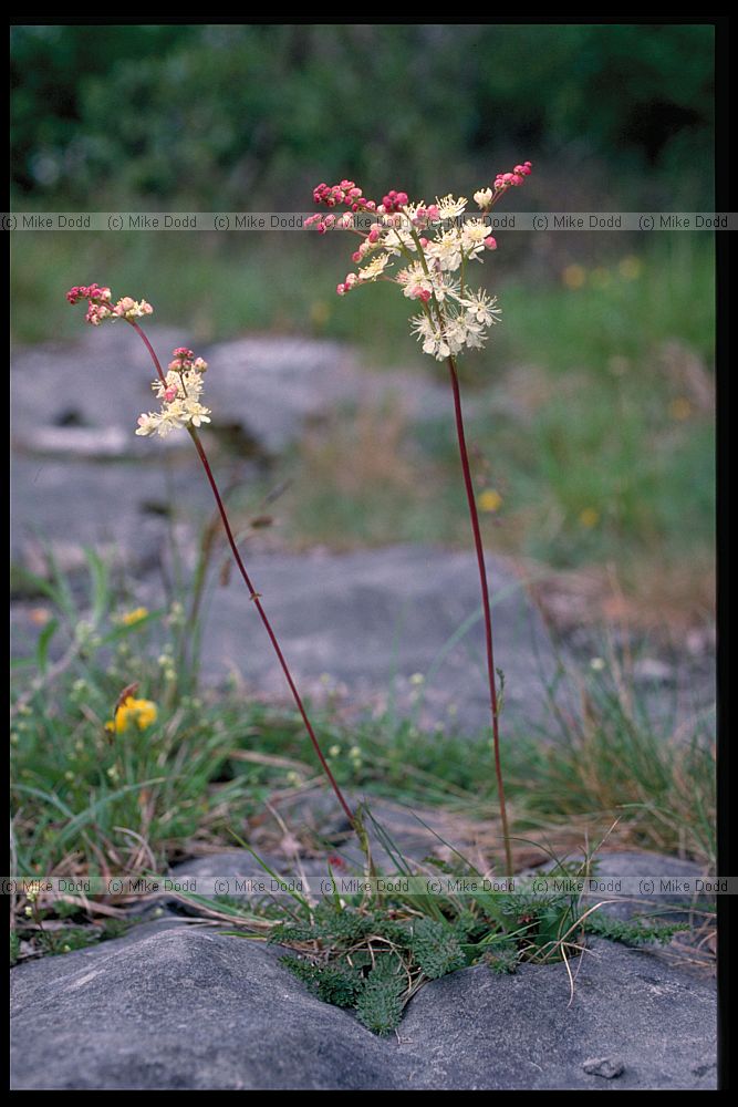 Filipendula vulgaris Dropwort