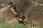 Fraxinus excelsior Ash