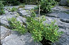 Fraxinus excelsior Ash limestone pavement