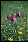 Fritillaria meleagris Snake's Head Fritillary