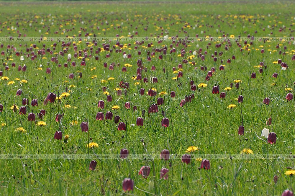Fritillaria meleagris Snake's Head Fritillary