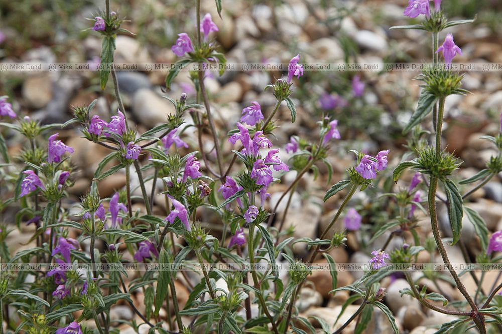 Galeopsis angustifolia Red Hemp-nettle