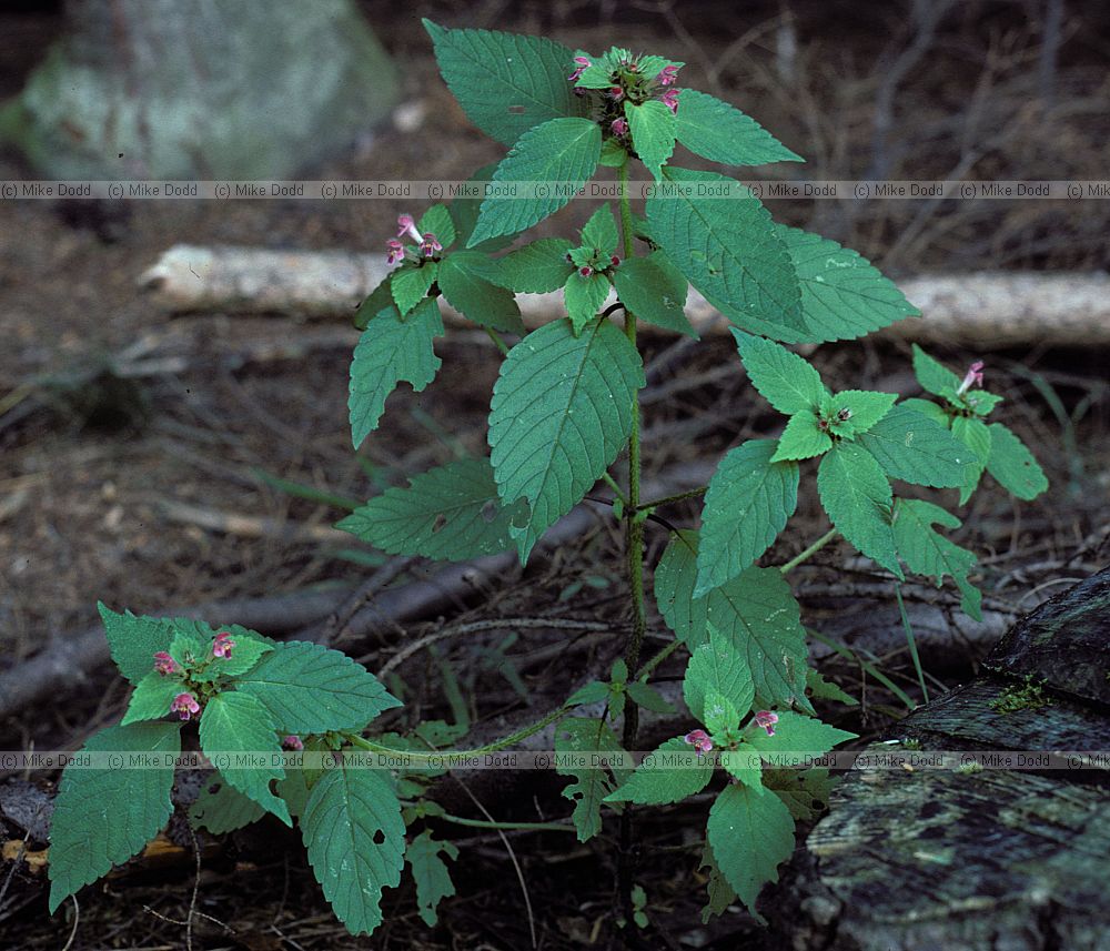 Galeopisis tetrahit Common Hemp-nettle