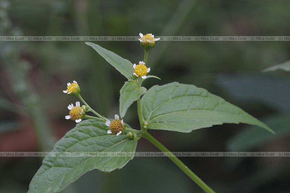Galinsoga parviflora Gallant Soldier