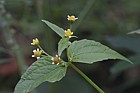 Galinsoga parviflora Gallant Soldier