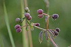 Galium aparine Cleavers