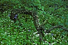 Galium odoratum Sweet Woodruff