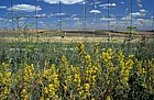Galium verum Lady's Bedstraw