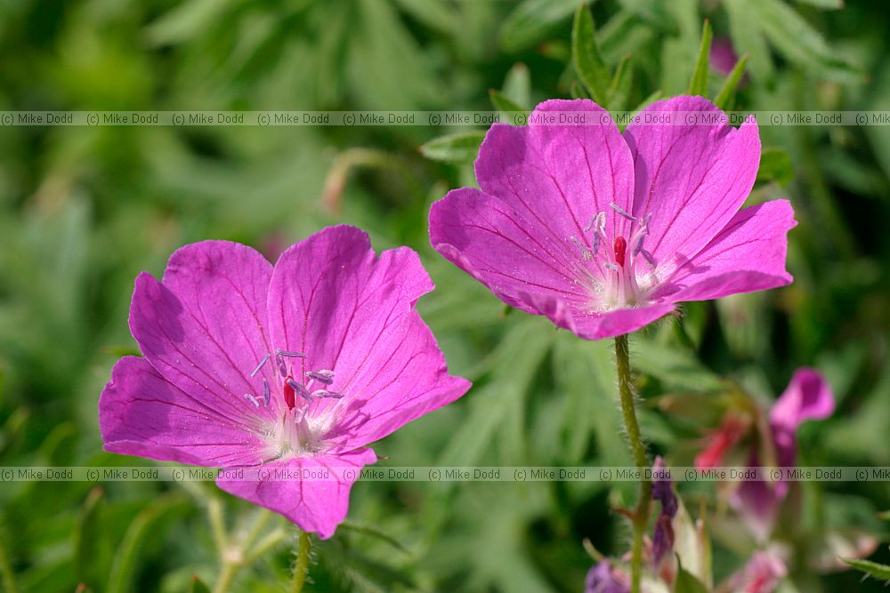 Geranium sanguineum Bloody Cranesbill