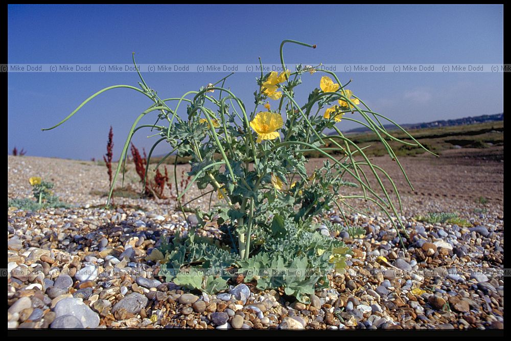 Glaucum flavum Yellow Horned-poppy