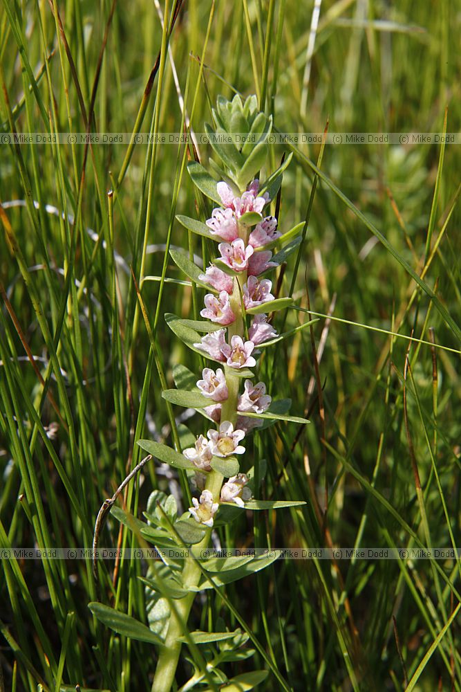 Glaux maritima Sea Milkwort