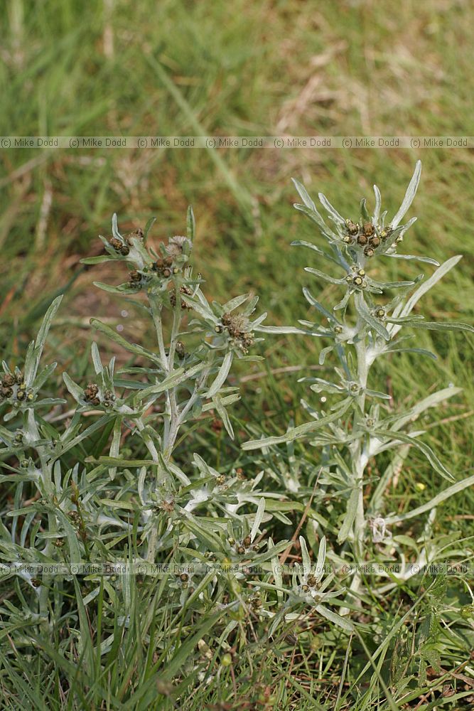 Gnaphalium uliginosum Marsh Cudweed