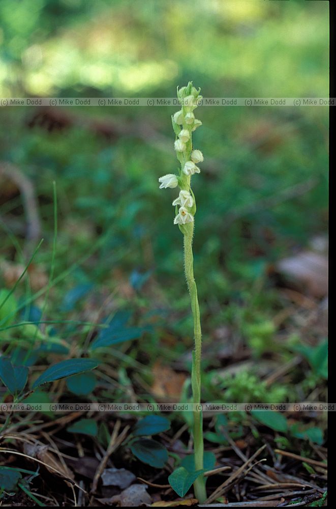Goodyera repens Creeping Lady's-tresses