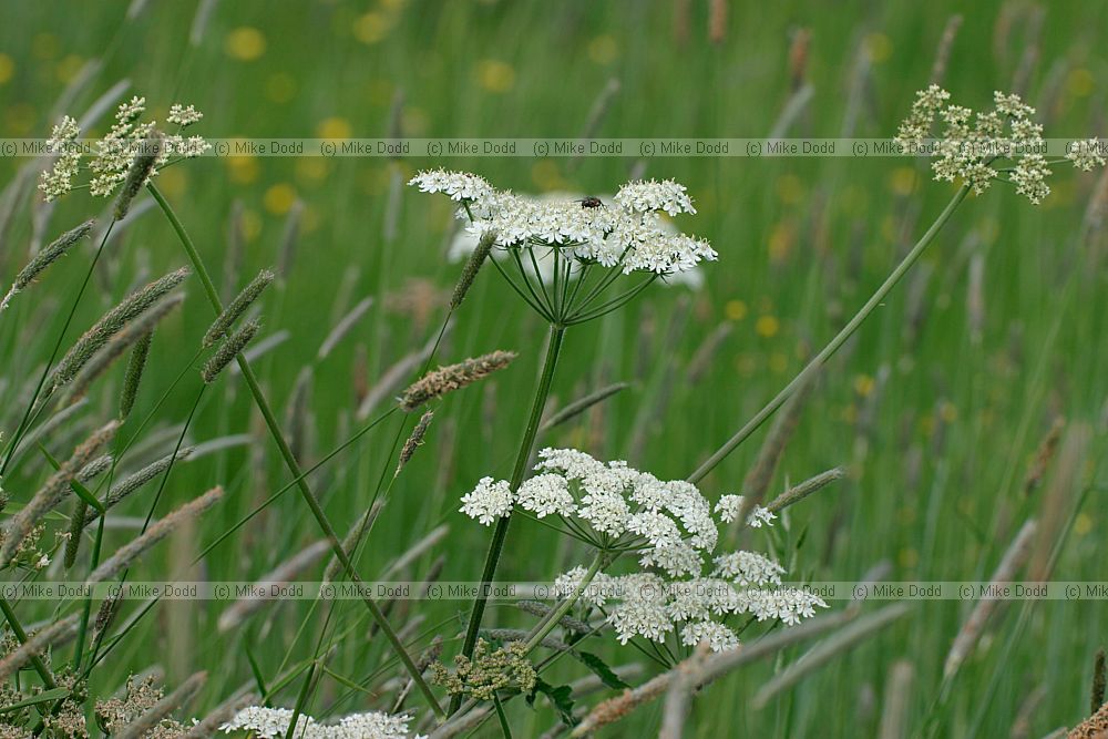 Heracleum sphondylium Hogweed