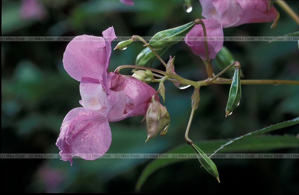 Impatiens glandulifera Indian Balsam