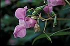 Impatiens glandulifera Indian Balsam
